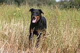 BEAUCERON 556